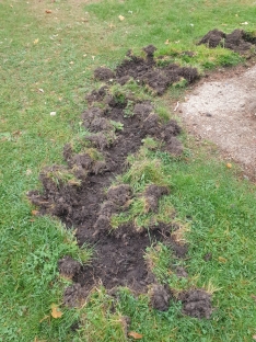 Foto 3 - Los jabalíes causan graves destrozos en las inmediaciones del campo de fútbol de San Leonardo