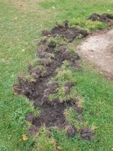 Foto 3 - Los jabal&iacute;es causan graves destrozos en las inmediaciones del campo de f&uacute;tbol de San Leonardo