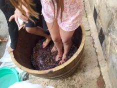 Los niños pisan la uva en Quintanilla de Tres Barrios.
