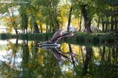 Pasarela caída sobre el río Duero. María Ferrer