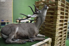 Durufema 2025, en Duruelo de la Sierra.