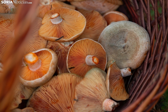 Los ríos de humedad: el fenómeno que puede salvar la temporada de setas en Soria
