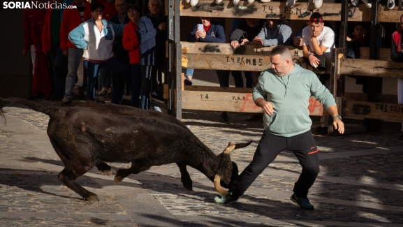 GALERÍA | Estallido de emoción durante el penúltimo encierro por San Miguel en Ágreda