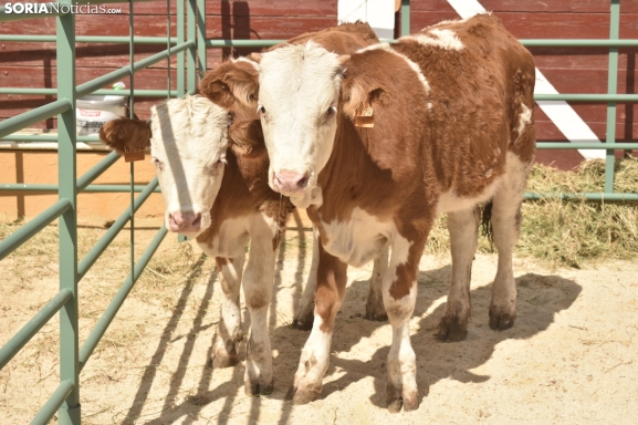 La Junta suspende las ferias de ganado por la Dermatosis Nodular