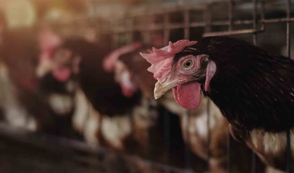 Detectan un nuevo foco de gripe aviar H5N1 en Olmedo, Valladolid