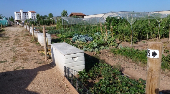 Soria adjudica 24 huertos urbanos en Los Royales por 253.000€