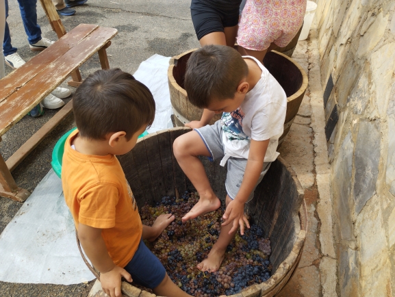 Los niños pisan la uva en Quintanilla de Tres Barrios.