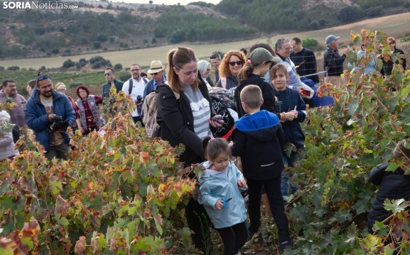 Mercado tradicional y vendimia, buen maridaje para este fin de semana en Langa