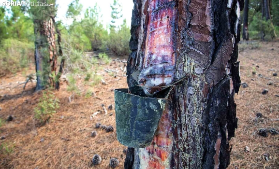 CARES impulsa la formación de mujeres rurales en el sector forestal