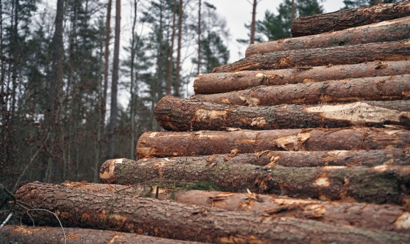 Soria licita el aprovechamiento de madera en Pinar Grande