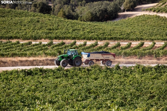 Viñas viejas y viñedo prefiloxérico: El tesoro biológico olvidado que marca la identidad de los vinos de Soria
