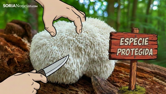 La extraña y codiciada seta que está prohibido recolectar en Castilla y León