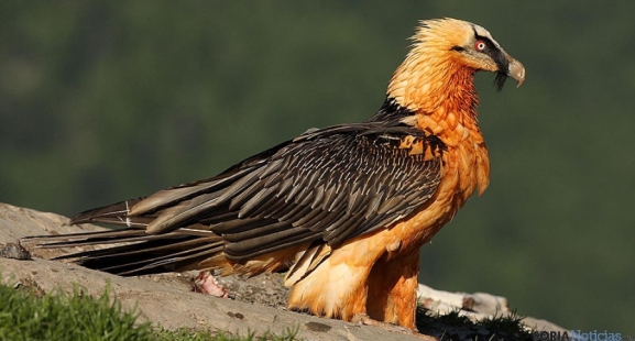 Luz verde de las Cortes para proteger al quebrantahuesos del Moncayo