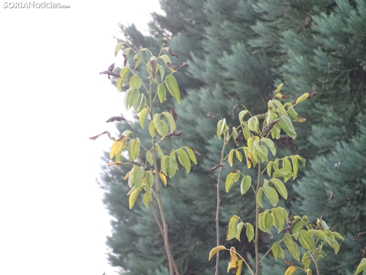 Una imagen de la tarde de este lunes. /PC