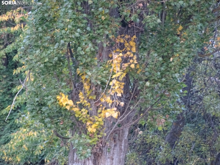 Una imagen de la tarde de este lunes. /PC