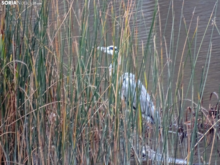 Una imagen de la tarde lúdica de este martes. /PC