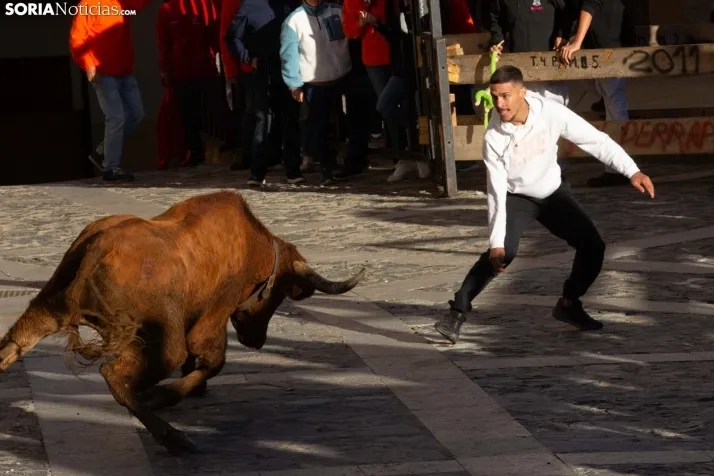 Encierro por San Miguel en Ágreda
