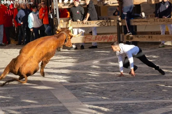 Encierro por San Miguel en Ágreda