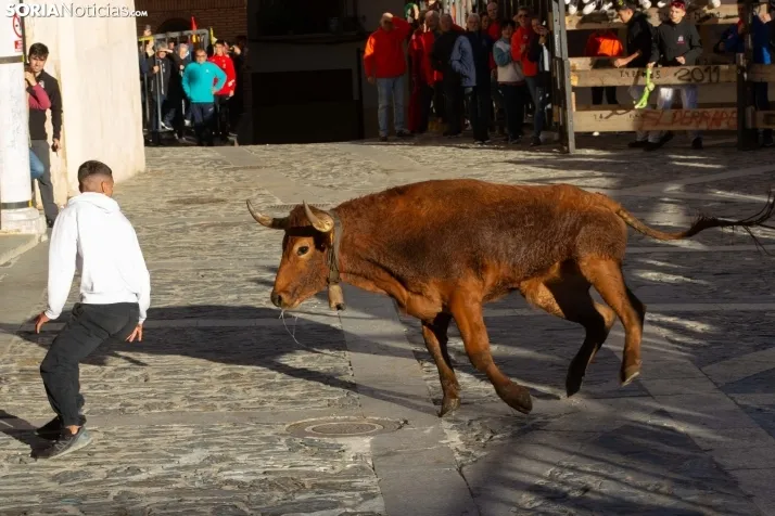 Encierro por San Miguel en Ágreda