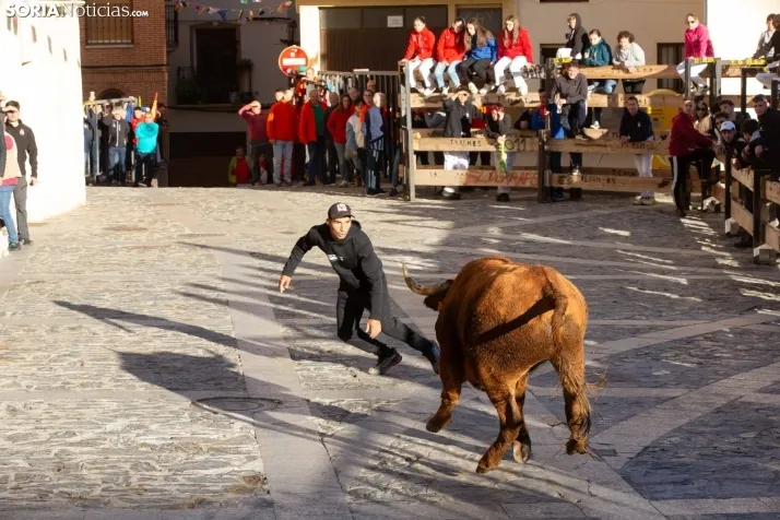 Encierro por San Miguel en Ágreda