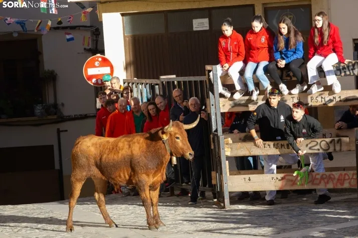 Encierro por San Miguel en Ágreda