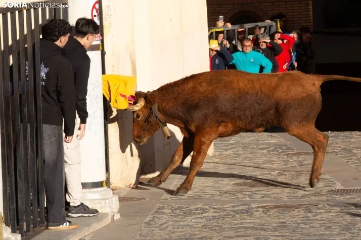 Encierro por San Miguel en Ágreda