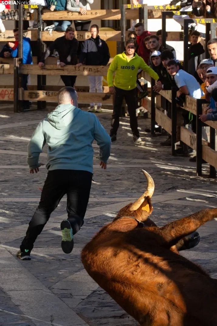 Encierro por San Miguel en Ágreda