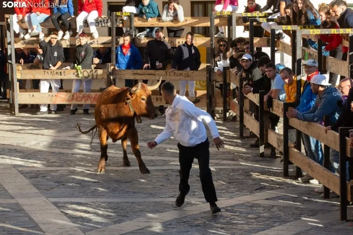 Encierro por San Miguel en Ágreda