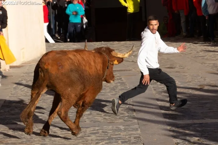 Encierro por San Miguel en Ágreda