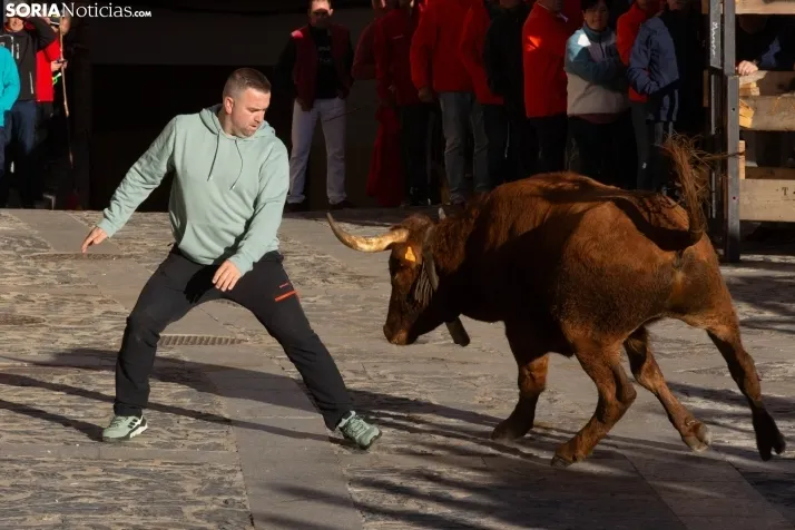Encierro por San Miguel en Ágreda