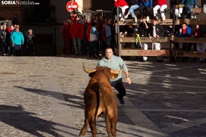 Encierro por San Miguel en Ágreda