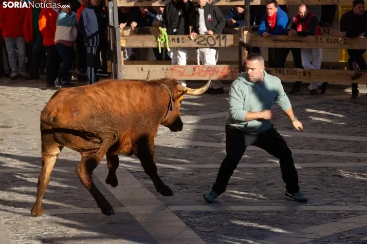 Encierro por San Miguel en Ágreda