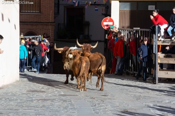 Encierro por San Miguel en Ágreda
