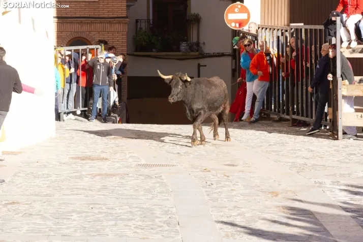 Encierro por San Miguel en Ágreda