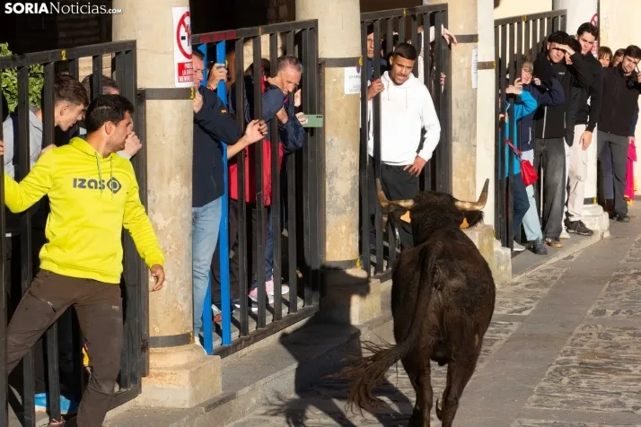 Encierro por San Miguel en Ágreda