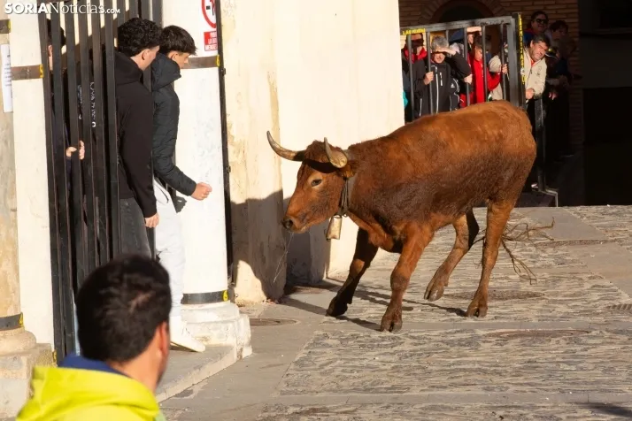 Encierro por San Miguel en Ágreda