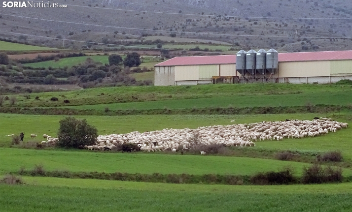 La Junta blinda la sanidad animal de Castilla y León con una inversión de 6,8 millones