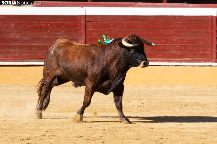 Novillada en clase práctica