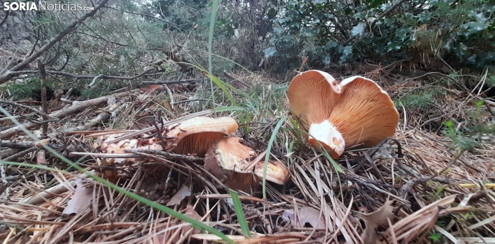 Níscalos en un pinar soriano. /PC