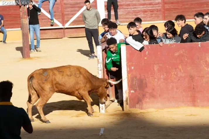 Vaquillas San Saturio
