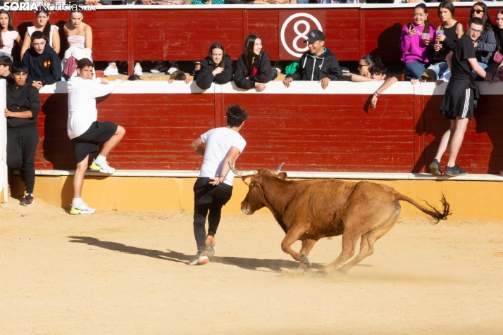Vaquillas San Saturio