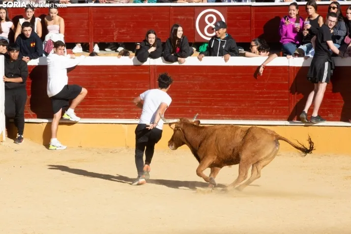 Vaquillas San Saturio