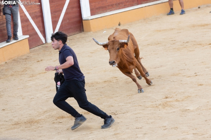 Vaquillas San Saturio