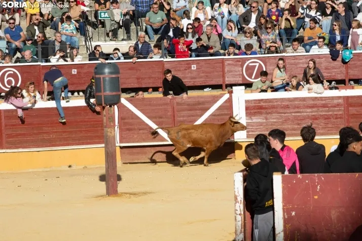 Vaquillas San Saturio
