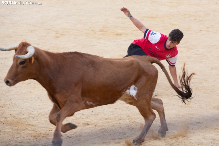 Vaquillas San Saturio