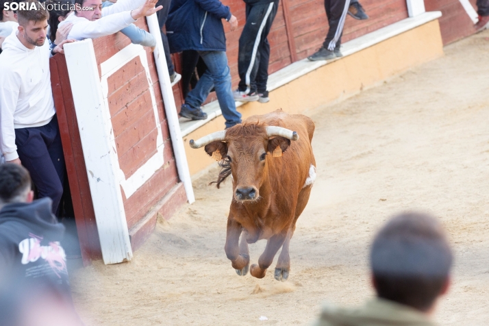 Vaquillas San Saturio