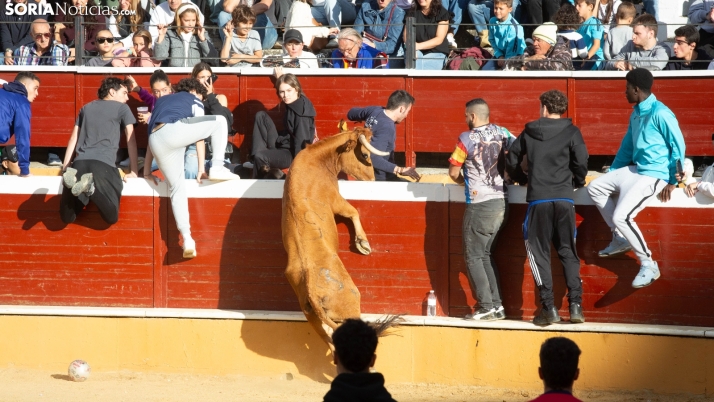 Fotos: Los sorianos viven una tarde llena de emociones en la Plaza de Toros con las vaquillas
