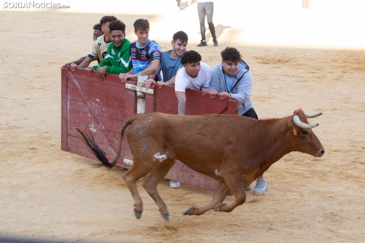 Vaquillas San Saturio