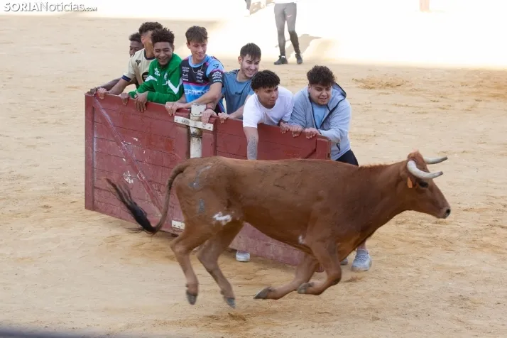 Vaquillas San Saturio