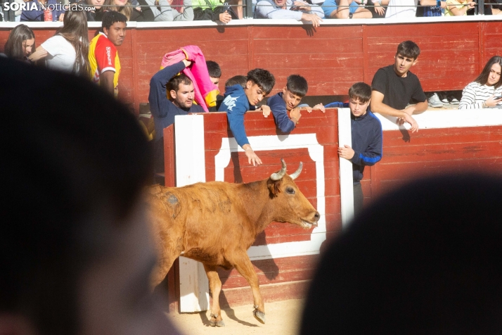 Vaquillas San Saturio